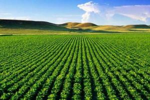فلزات سنگین و کشاورزی organic