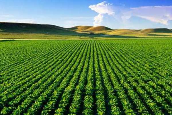 فلزات سنگین و کشاورزی organic